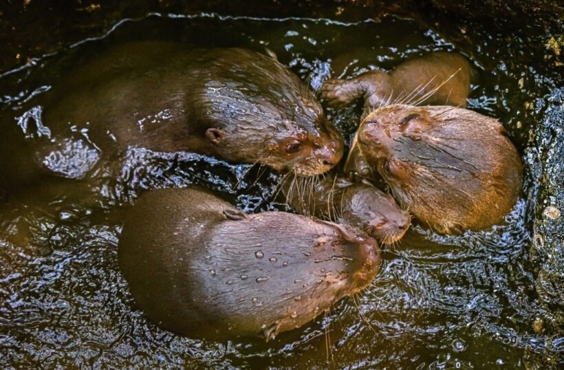 Trojice mláďat vyder, Zoo Zlín, Zoo, 