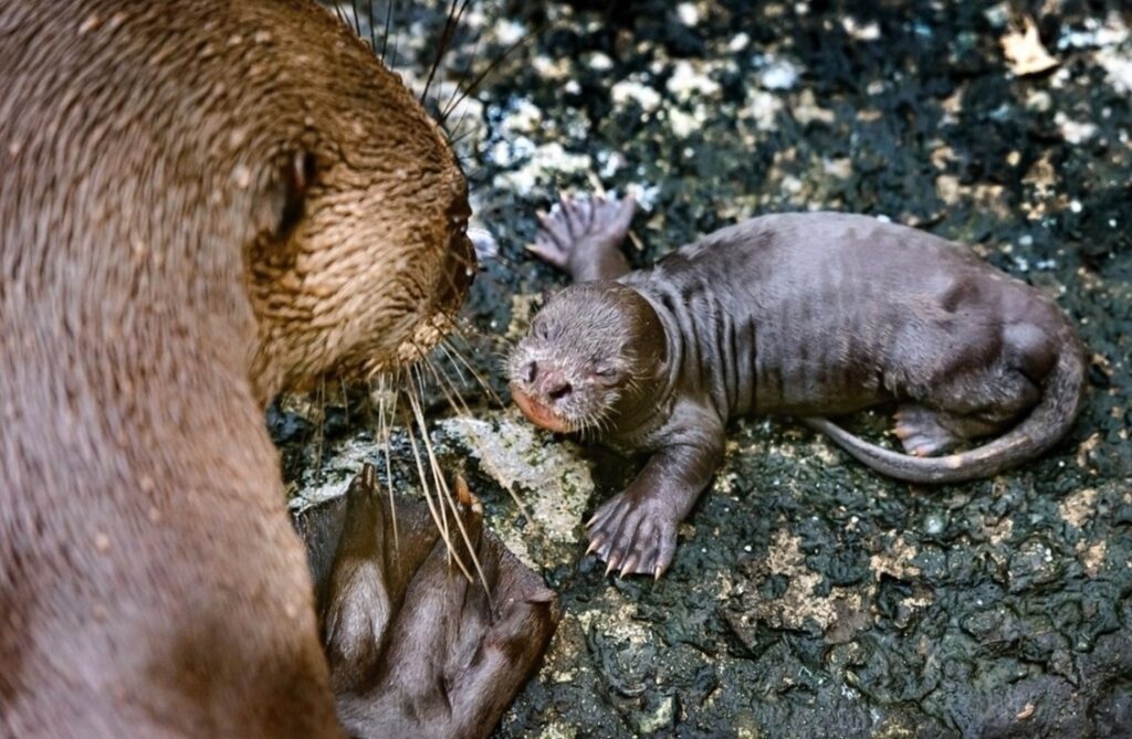Trojice mláďat vyder obrovských