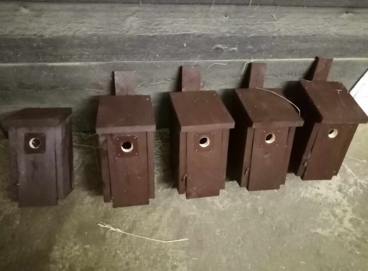 Zoologická zahrada Děčín, Ptačí budky