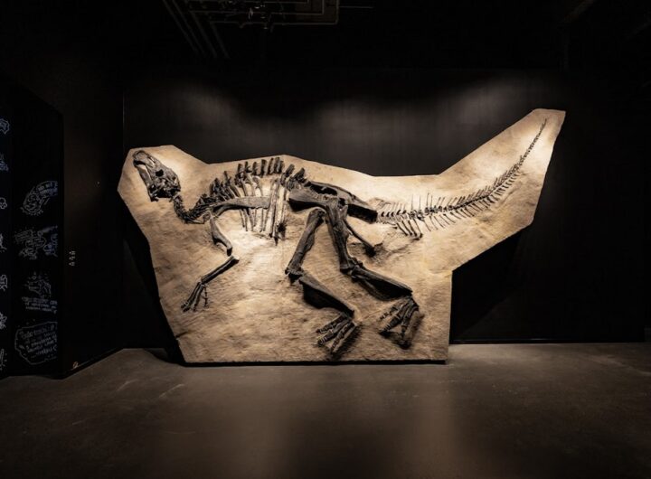 muzeum Dinosauria