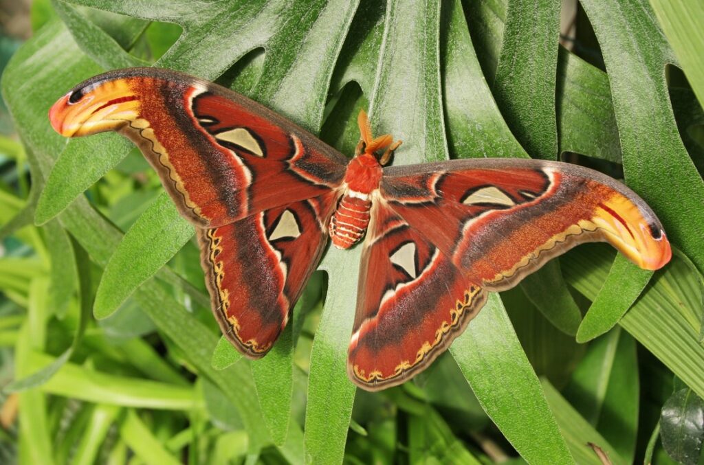 Do botanické zahrady v Troji se opět slétají tropičtí motýli