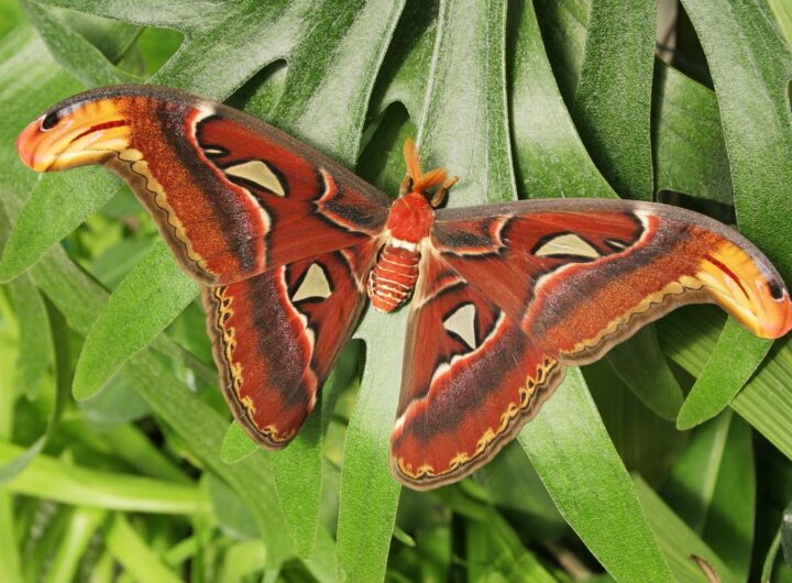 Do botanické zahrady v Troji se opět slétají tropičtí motýli