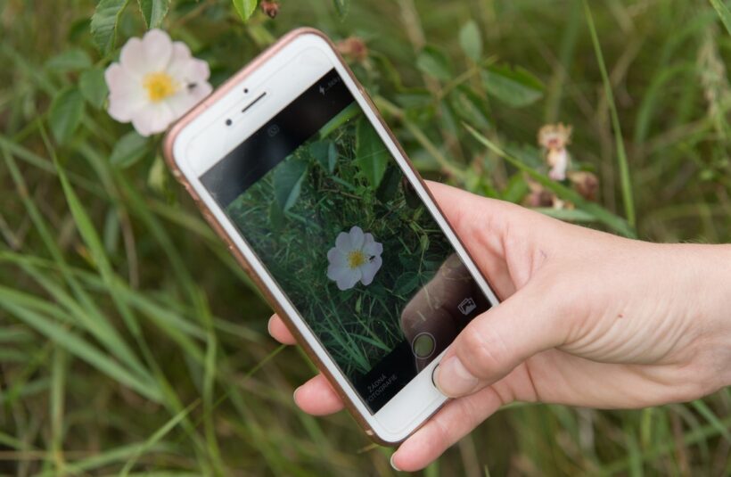 City Nature Challenge