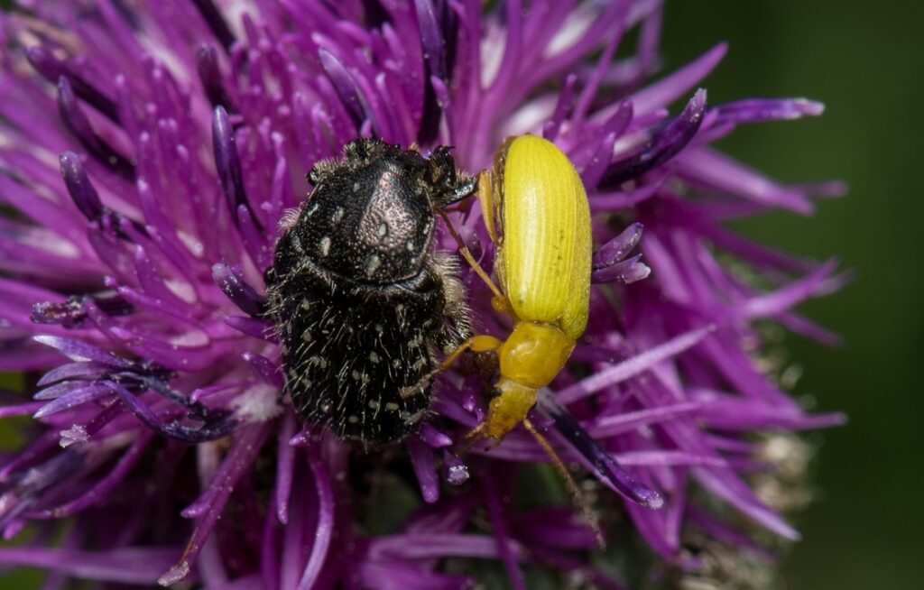 City Nature Challenge