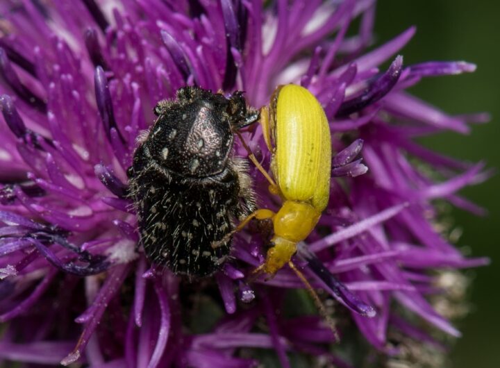 City Nature Challenge