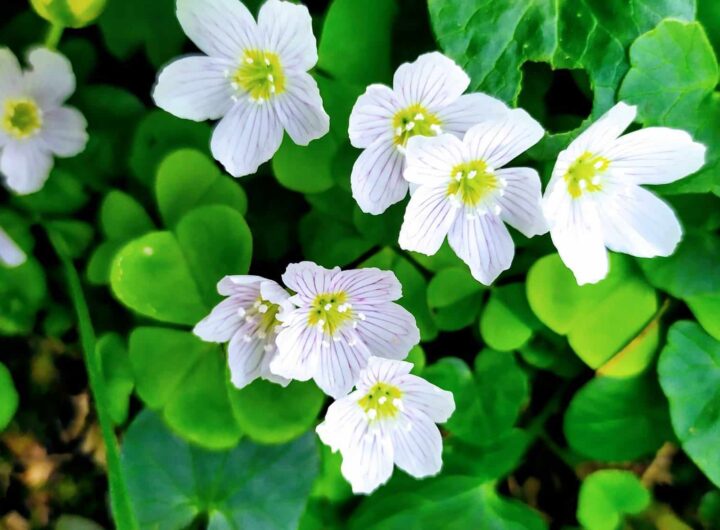 Přivítejte jaro s novou pozitivní energií