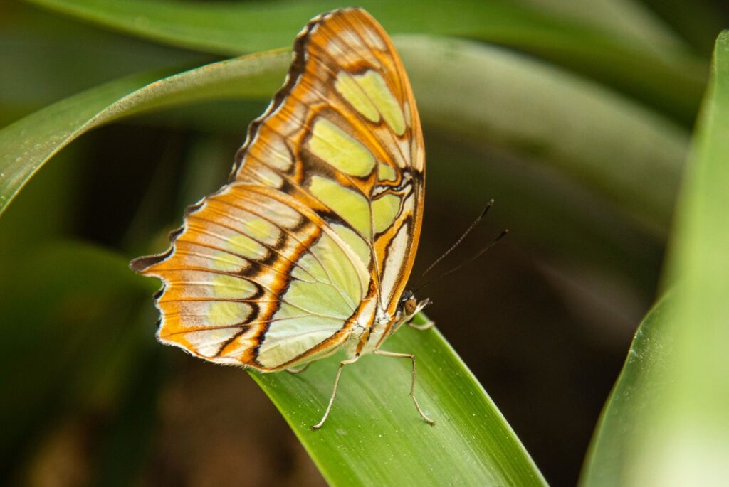 Motýli Dobrodružná cesta, Fata Morgana