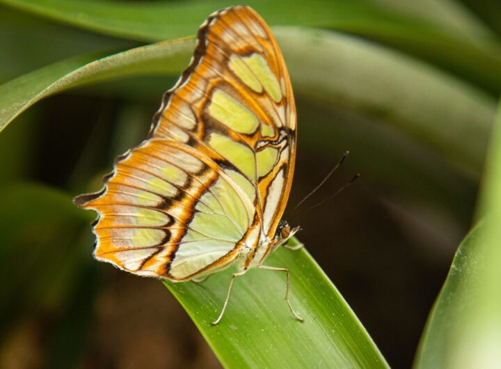 Motýli Dobrodružná cesta, Fata Morgana