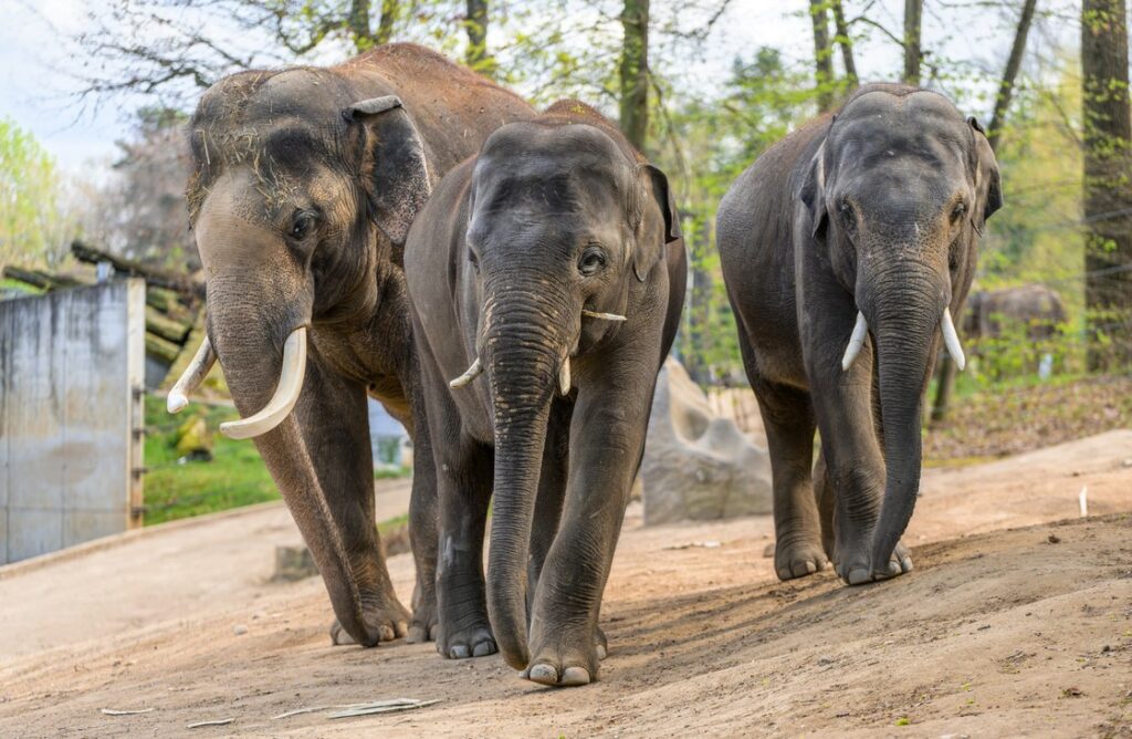 Sloní bratři Max a Rudi