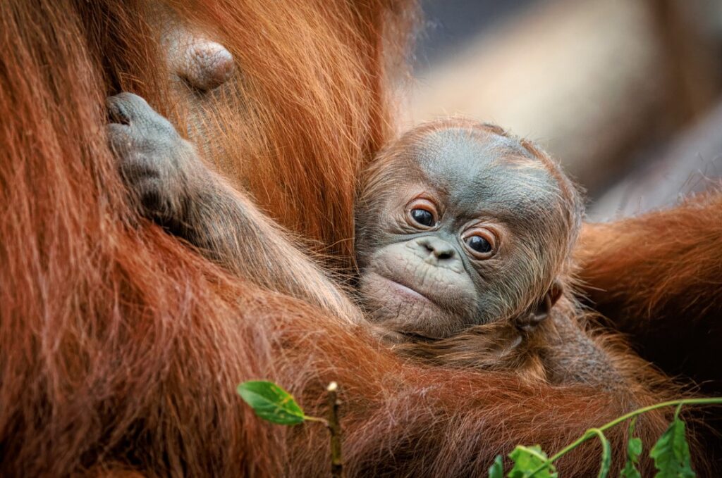 Mládě orangutana, Zoo Praha, Troja