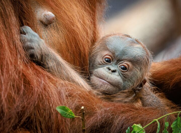 Mládě orangutana, Zoo Praha, Troja