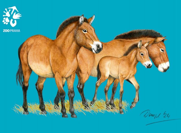 Pohlednice z Kazachstánu