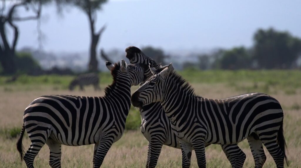 Zvířecí sociální sítě