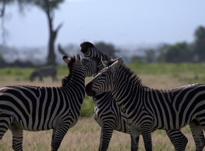 Zvířecí sociální sítě