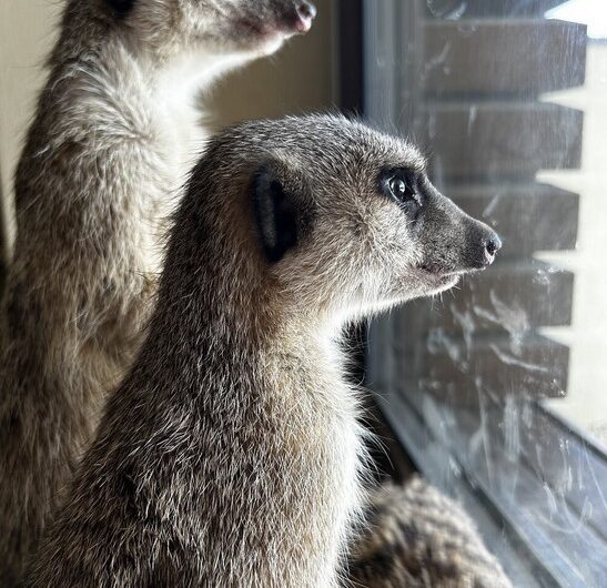 Surikaty , Zoo Tábor