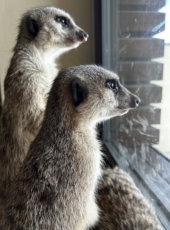 Surikaty , Zoo Tábor