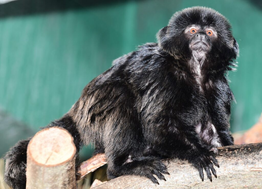 Zoo Olomouc, Nový chovný pár kalimik