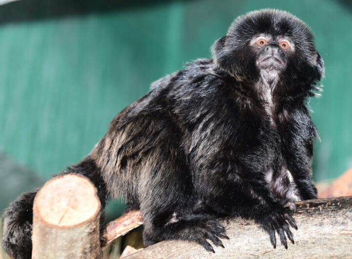 Zoo Olomouc, Nový chovný pár kalimik