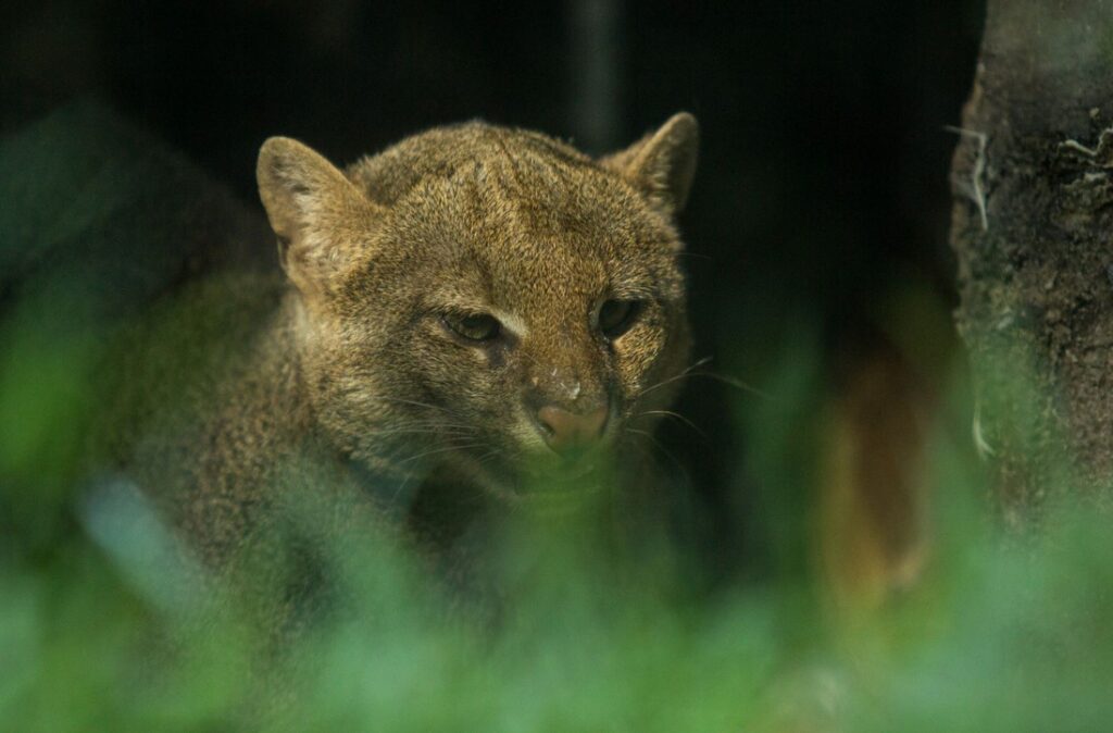 Zoo Ostrava, Jaguarundi