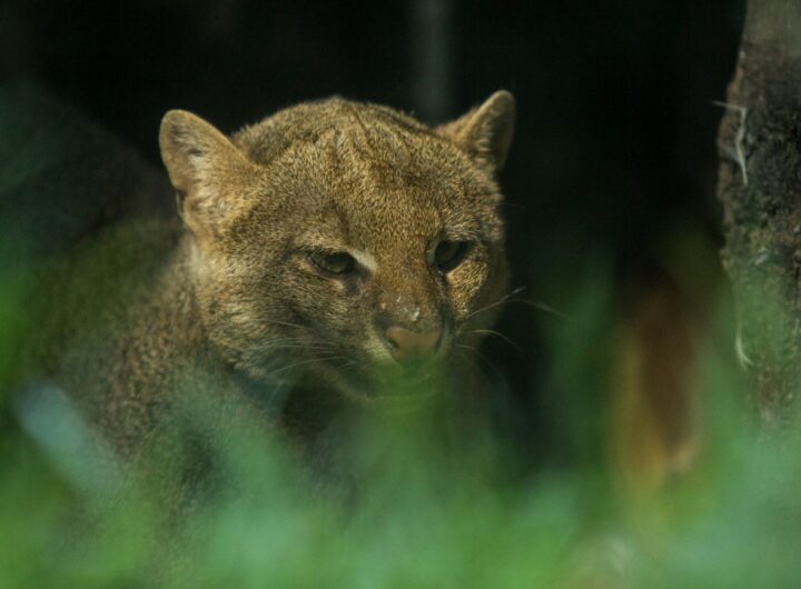 Zoo Ostrava, Jaguarundi