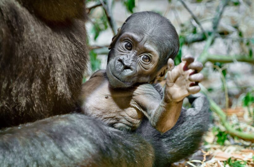 Foto Petr Hamerník, Zoo Praha