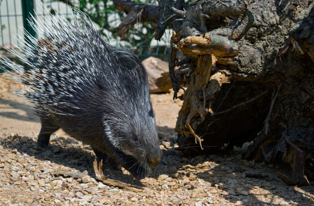 Zoo Praha, nová expozice dikobrazů