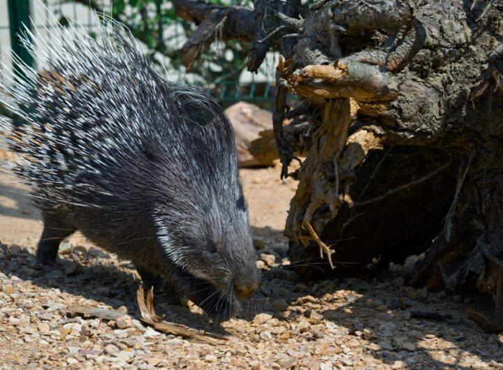 Zoo Praha, nová expozice dikobrazů