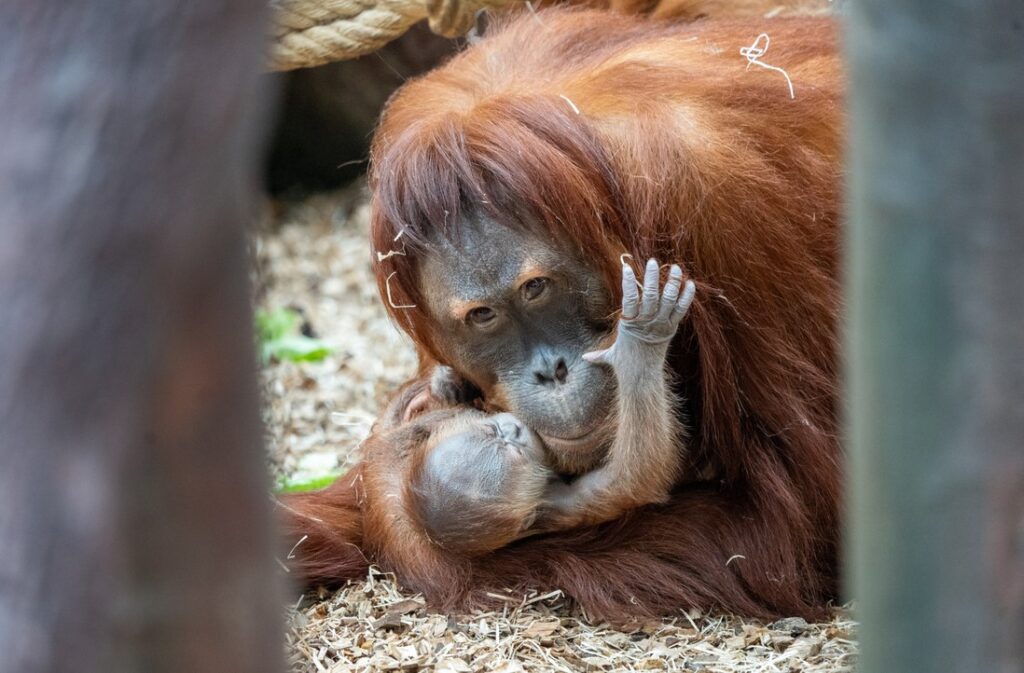 Zoo Praha, orangutan