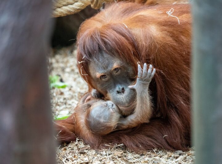 Zoo Praha, orangutan