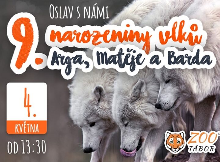 Vlčí bratři z táborské zoo oslaví v sobotu narozeniny