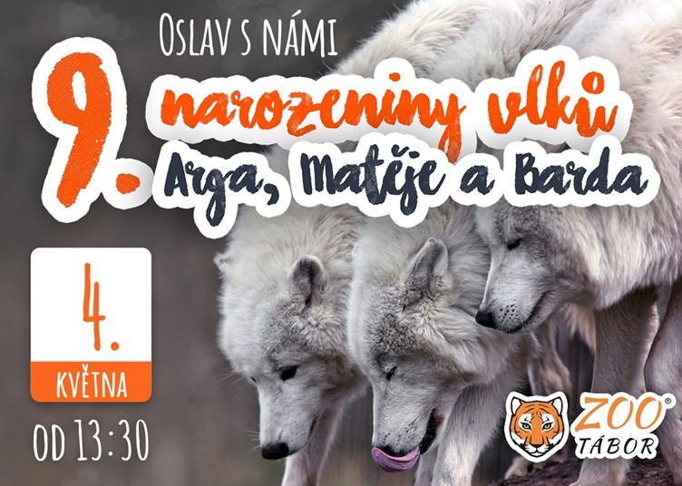 Vlčí bratři z táborské zoo oslaví v sobotu narozeniny