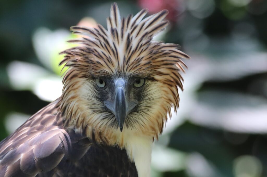 orel opičí_foto Philippine Eagle foundation,