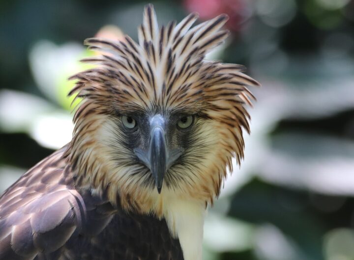 orel opičí_foto Philippine Eagle foundation,