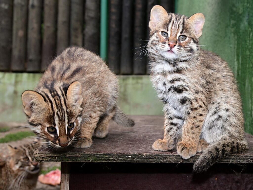 Čtyřčata kočky krátkouché, Zoo Olomouc
