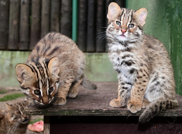 Čtyřčata kočky krátkouché, Zoo Olomouc