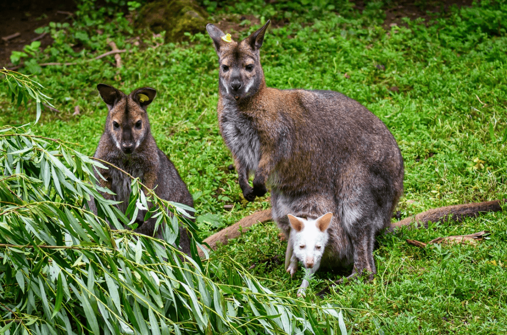 Mezinárodního festivalu filmů