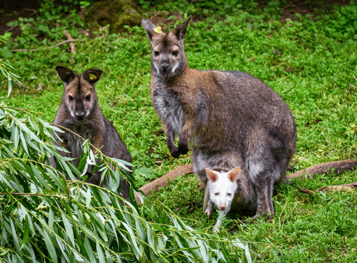 Mezinárodního festivalu filmů