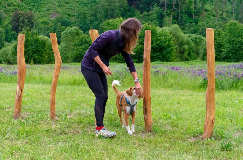 Psí hřiště vznikají po celé ČR 