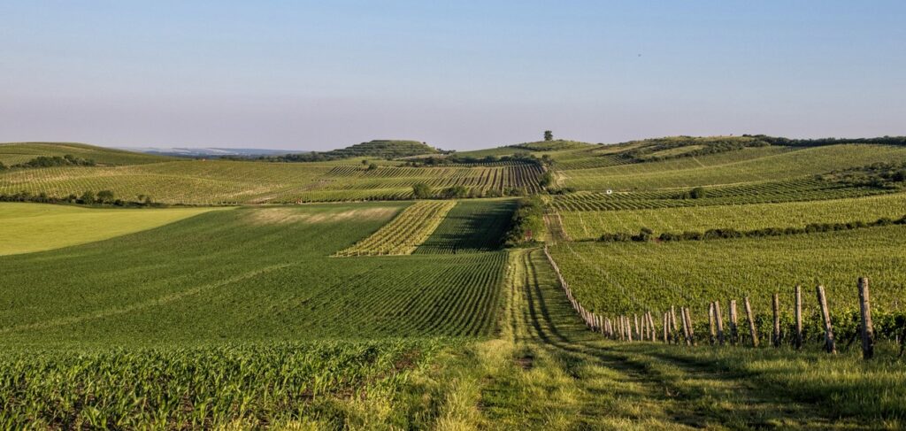 Za moravským a českým vínem