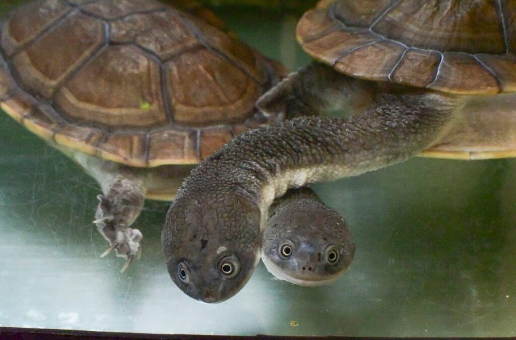 Klenot indonéského ostrova