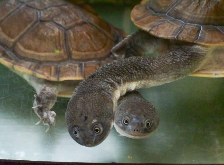 Klenot indonéského ostrova