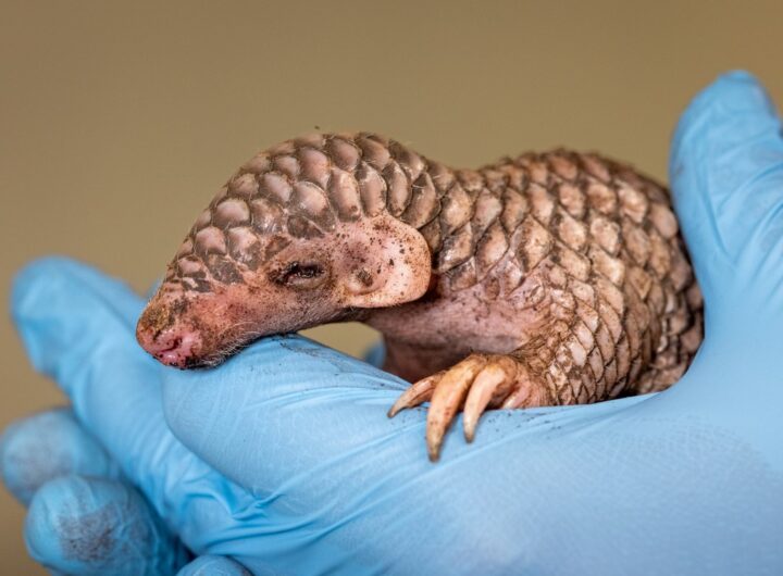 Loskuták, zoo Praha, V Zoo Praha se narodil další luskoun! Zoo, Praha, Troja, Loskuták