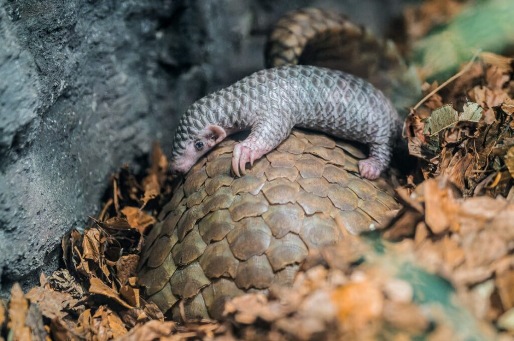 Mládě luskouna v Zoo Praha dostalo jméno