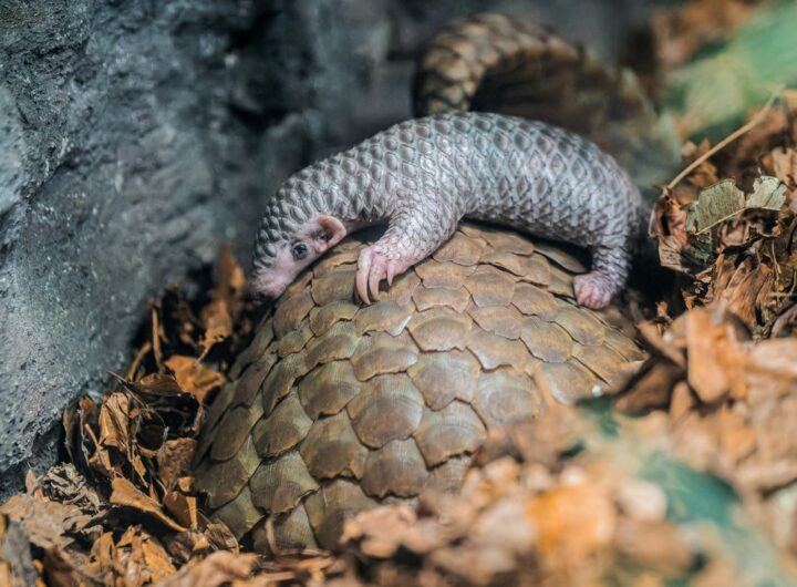 Mládě luskouna v Zoo Praha dostalo jméno
