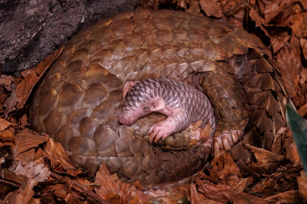 Mládě luskouna v Zoo Praha