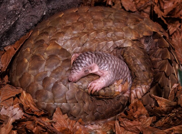 Mládě luskouna v Zoo Praha