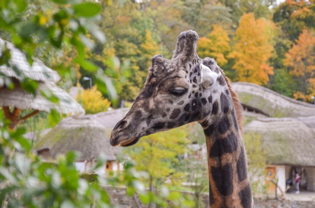 Žirafa, Zoo Jihlava