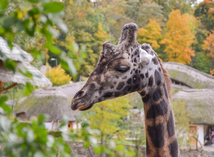 Žirafa, Zoo Jihlava