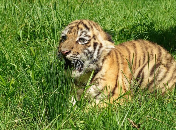 Zoo Zlín - úspěšný odchov tygra ussurijského, Zoo Zlín, odchov, tygr, tygr ussurijský