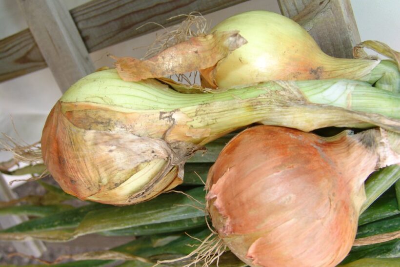 Cibulové slavnosti v Laa an der Thaya